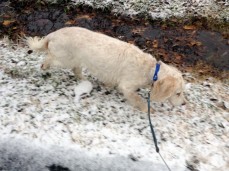 Luna enjoying the snow